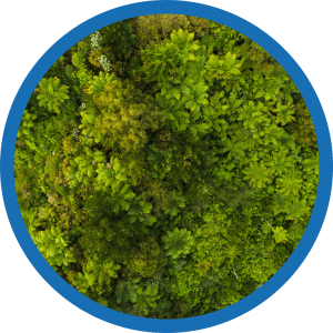 Birds eye view of a forest